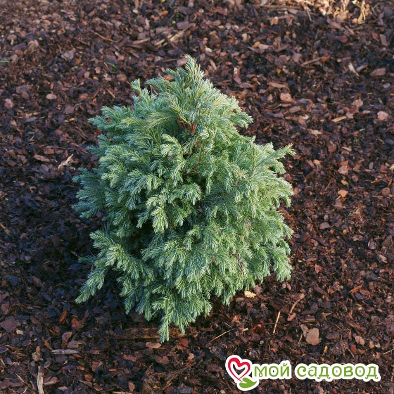 Кипарисовик горохоплодный Беби Блю