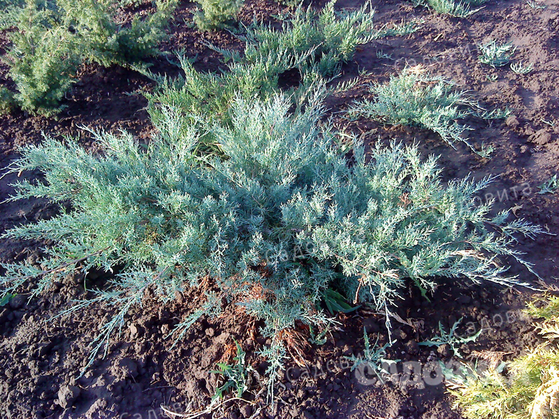 Можжевельник Пфитцера Глаука