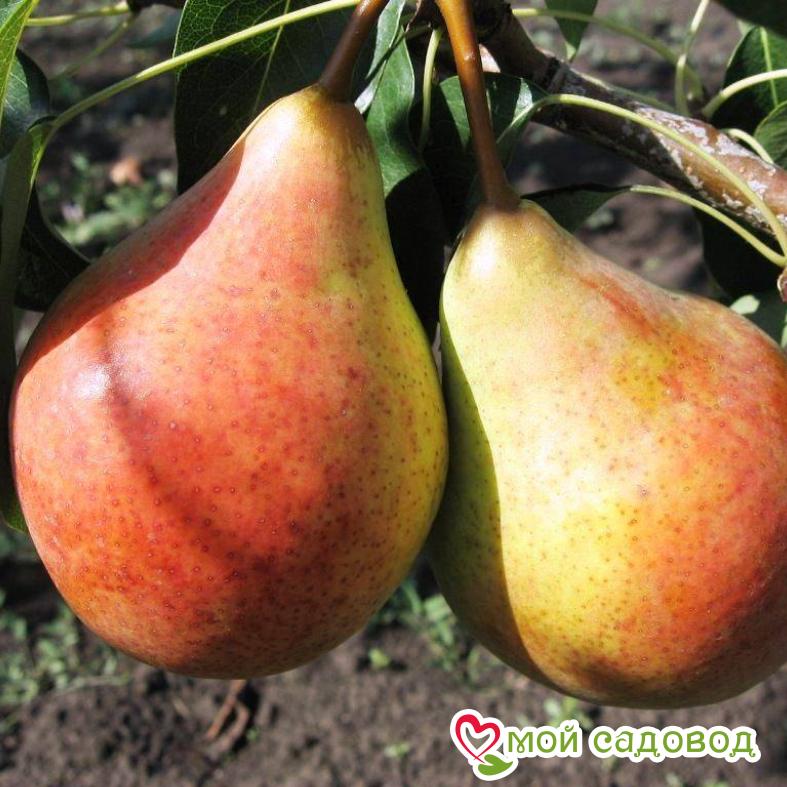 Груша Цыганочка