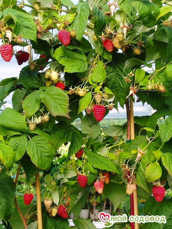 Малиновое дерево Таруса (Штамбовый сорт)