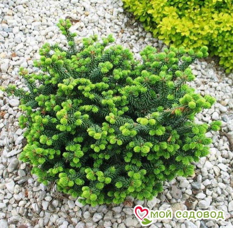 ПИХТА БАЛЬЗАМИЧЕСКАЯ "НАНА"