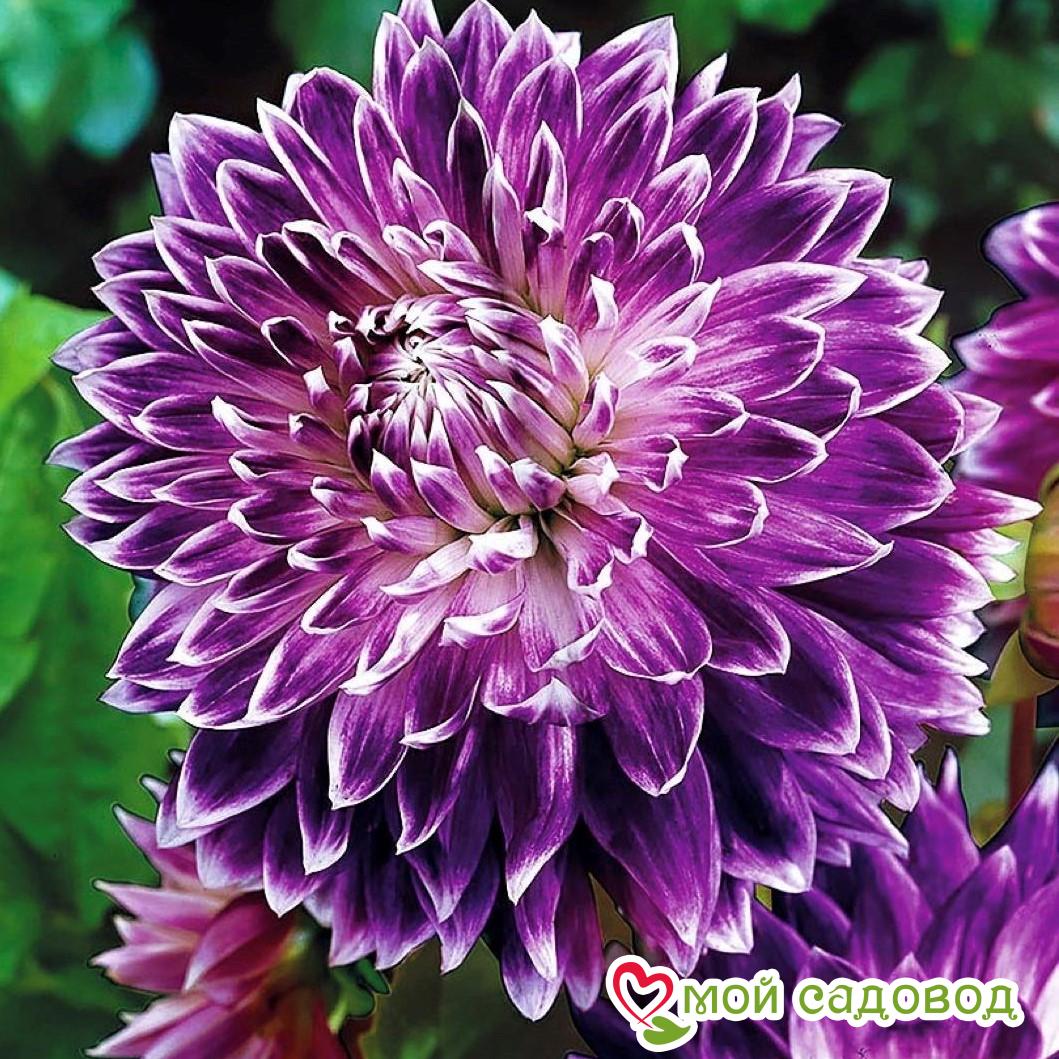 Георгины Акита описание сорта характеристики посадка и уход отзывы