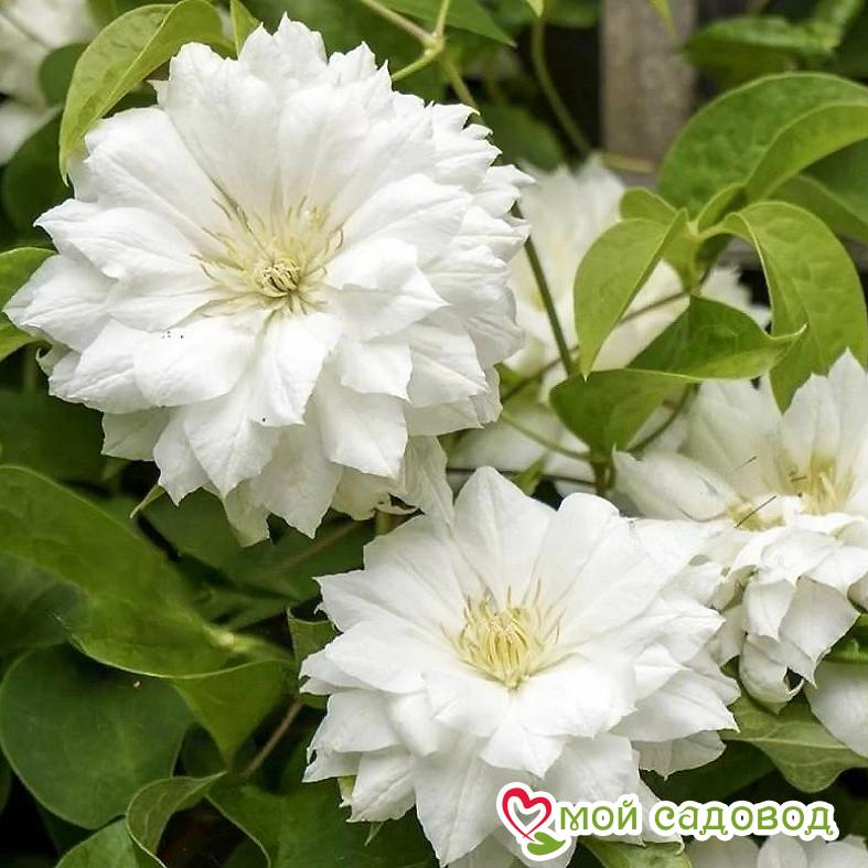 Клематис ДЮШЕС ЭДИНБУРГА