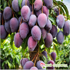 Слива Таежный Дар