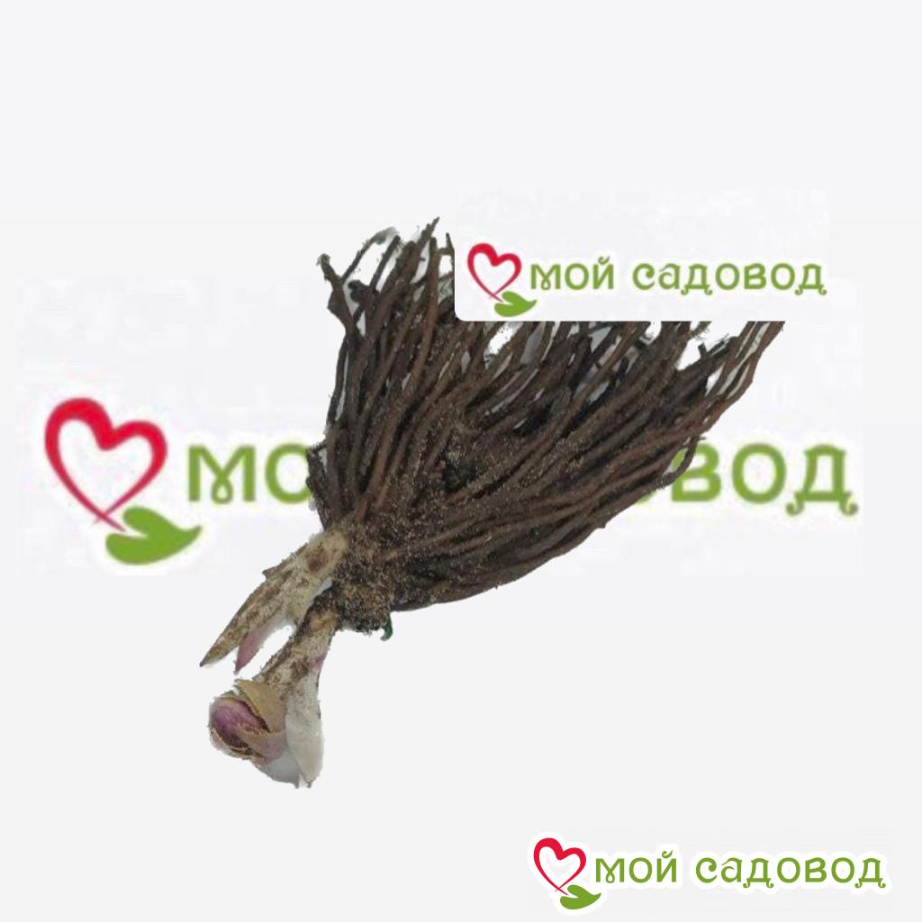 Хоста Тень Амарата